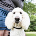 Why Investing in Your Pet’s Training is Worth It